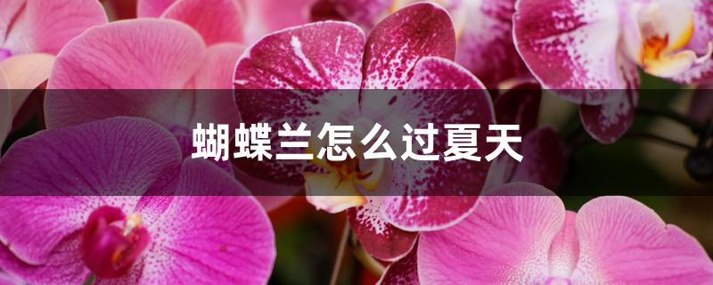 蝴蝶兰怎么过夏天 蝴蝶兰怎么过夏天