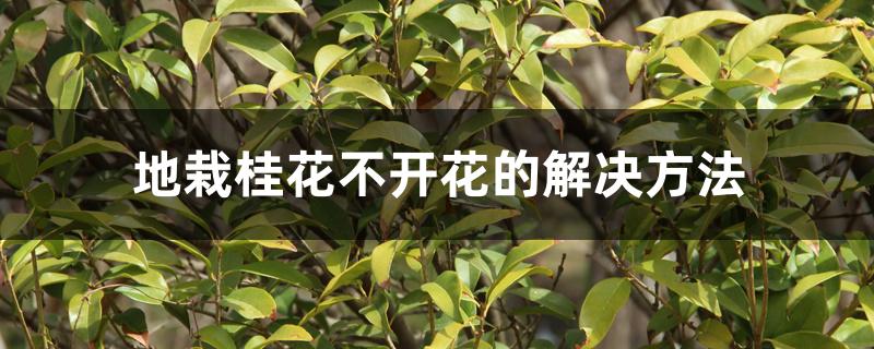 地栽桂花不开花的解决方法 地栽桂花不开花的解决方法