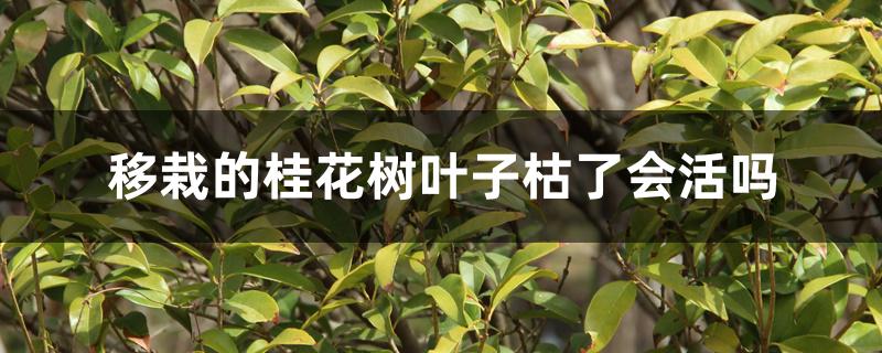 移栽的桂花树叶子枯了会活吗 移栽的桂花树叶子枯了会活吗