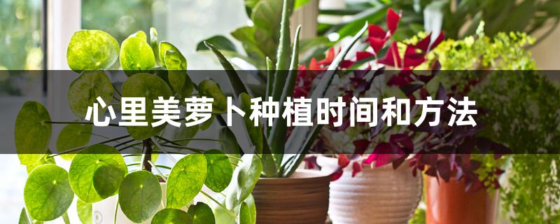 心里美萝卜种植时间和方法 心里美萝卜种植时间和方法