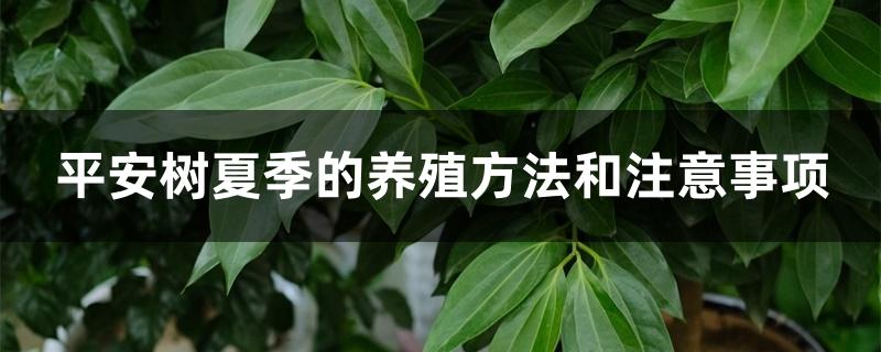 平安树夏季的养殖方法和注意事项 平安树夏季的养殖方法和注意事项