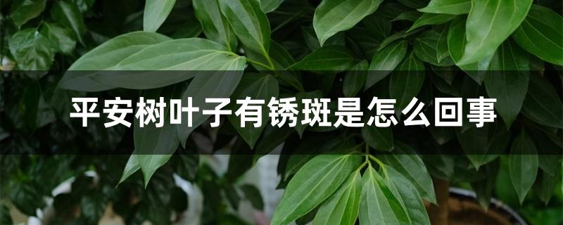 平安树叶子有锈斑是怎么回事 平安树叶子有锈斑是怎么回事