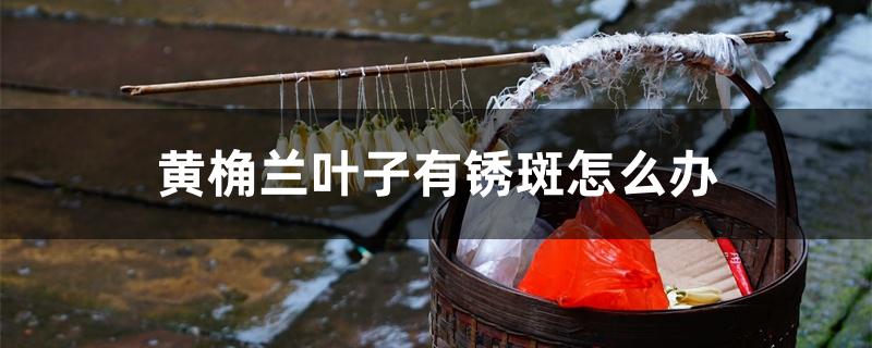 黄桷兰叶子有锈斑怎么办 黄桷兰叶子有锈斑怎么办