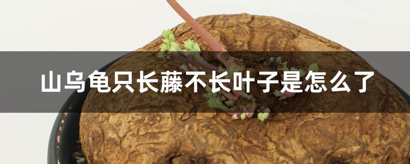 山乌龟只长藤不长叶子是怎么了 山乌龟只长藤不长叶子是怎么了