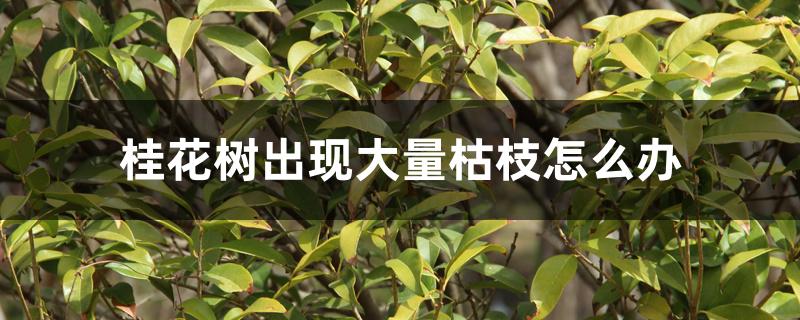 桂花树出现大量枯枝怎么办 桂花树出现大量枯枝怎么办