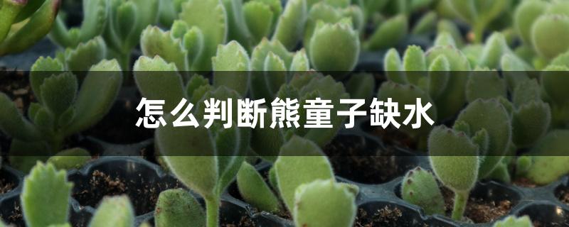 怎么判断熊童子缺水 怎么判断熊童子缺水