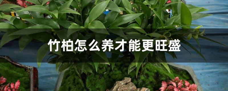 竹柏怎么养才能更旺盛 竹柏怎么养才能更旺盛