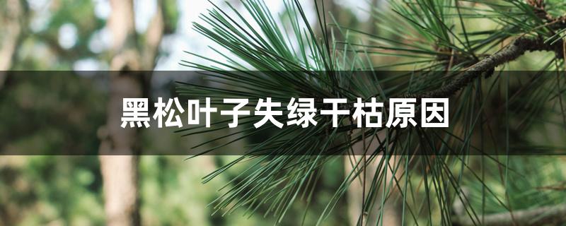 黑松叶子失绿干枯原因 黑松叶子失绿干枯原因