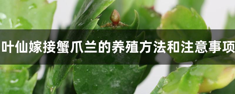 叶仙嫁接蟹爪兰的养殖方法和注意事项 叶仙嫁接蟹爪兰的养殖方法和注意事项