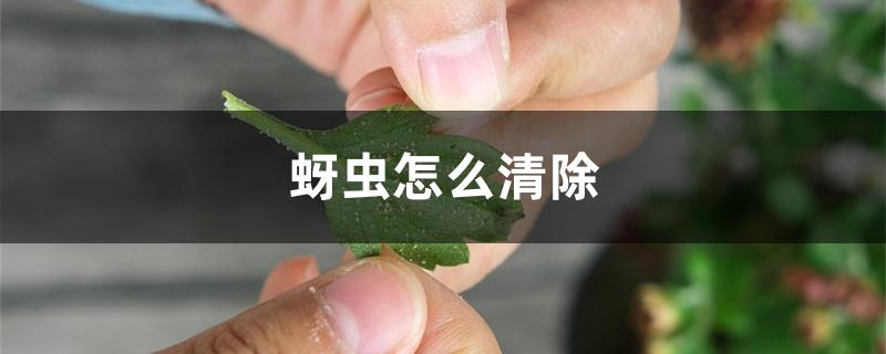 蚜虫怎么清除 蚜虫怎么清除