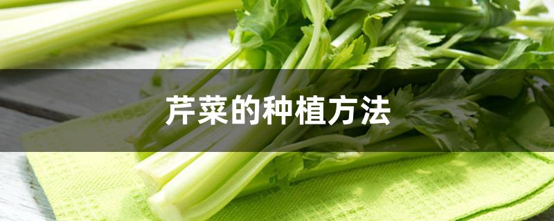 芹菜的种植方法 芹菜的种植方法