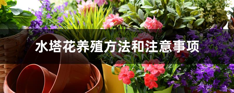 水塔花养殖方法和注意事项 水塔花养殖方法和注意事项