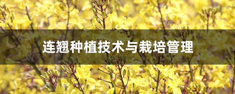 连翘种植技术与栽培管理 连翘种植技术与栽培管理