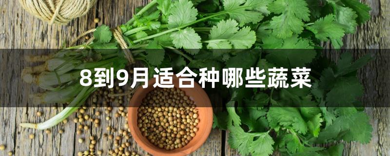 8到9月适合种哪些蔬菜 8到9月适合种哪些蔬菜