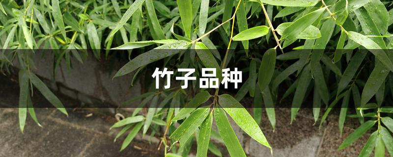 竹子品种