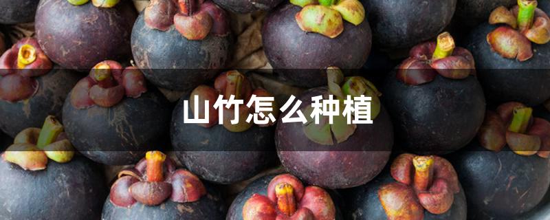 山竹怎么种植 山竹怎么种植