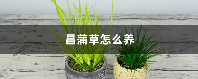 菖蒲草怎么养 菖蒲草怎么养
