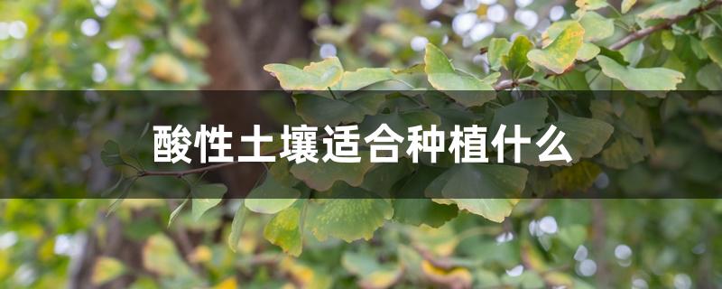 酸性土壤适合种植什么 酸性土壤适合种植什么