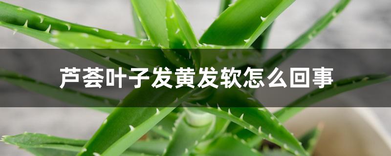 芦荟叶子发黄发软怎么回事 芦荟叶子发黄发软怎么回事