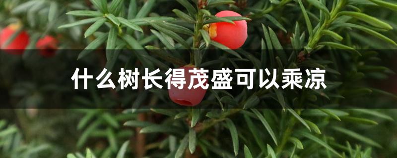 什么树长得茂盛可以乘凉 什么树长得茂盛可以乘凉
