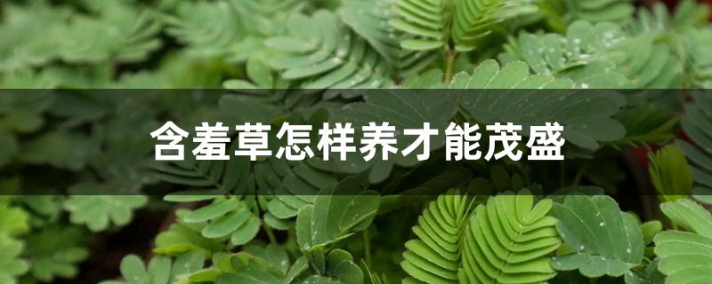 含羞草怎样养才能茂盛 含羞草怎样养才能茂盛