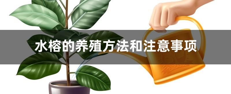 水榕的养殖方法和注意事项