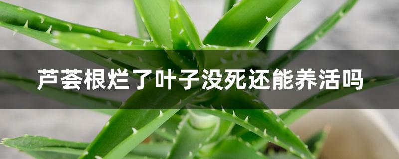 芦荟根烂了叶子没死还能养活吗 芦荟根烂了叶子没死还能养活吗