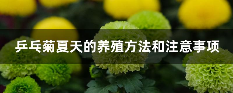 乒乓菊夏天的养殖方法和注意事项 乒乓菊夏天的养殖方法和注意事项