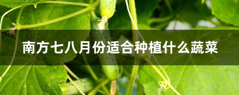 南方七八月份适合种植什么蔬菜 南方七八月份适合种植什么蔬菜