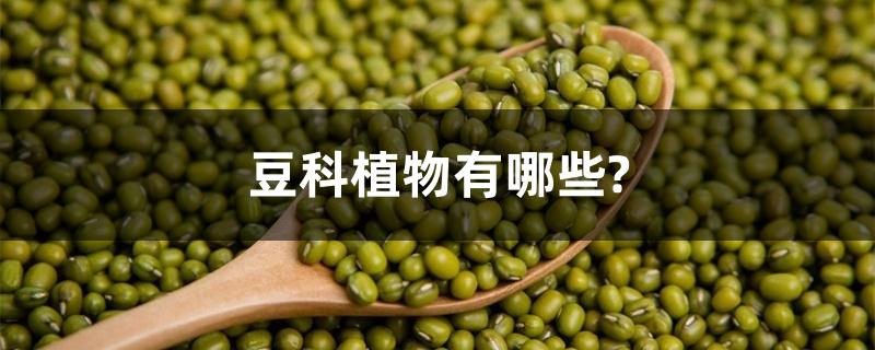 豆科植物有哪些? 豆科植物有哪些?