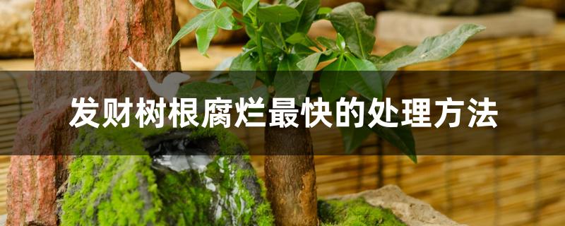 发财树根腐烂最快的处理方法 发财树根腐烂最快的处理方法