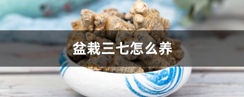 盆栽三七怎么养 盆栽三七怎么养