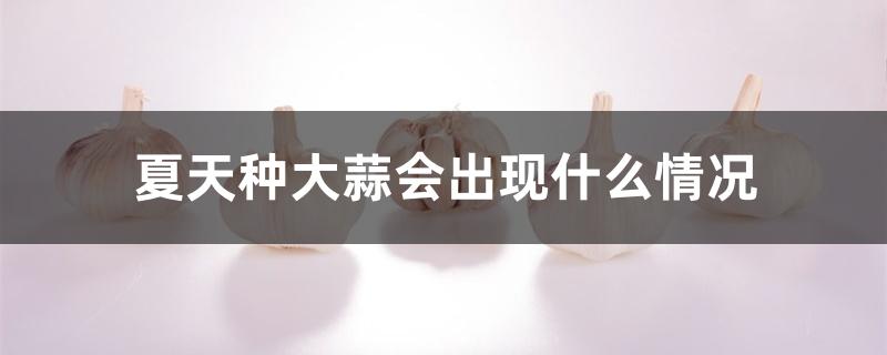 夏天种大蒜会出现什么情况 夏天种大蒜会出现什么情况