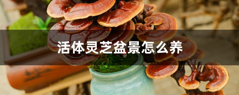 活体灵芝盆景怎么养 活体灵芝盆景怎么养