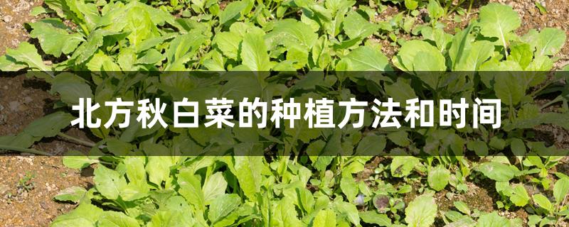 北方秋白菜的种植方法和时间 北方秋白菜的种植方法和时间