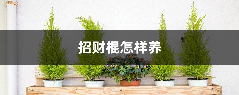 招财棍怎样养 招财棍怎样养