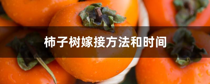 柿子树嫁接方法和时间 柿子树嫁接方法和时间