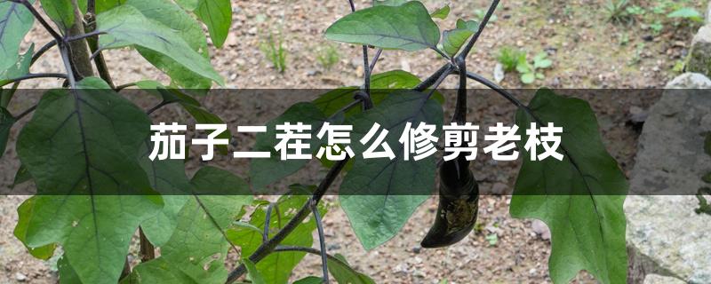 茄子二茬怎么修剪老枝 茄子二茬怎么修剪老枝