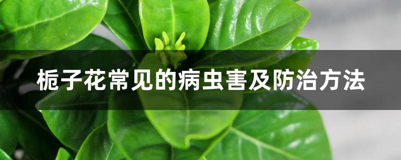 栀子花常见的病虫害及防治方法 栀子花常见的病虫害及防治方法