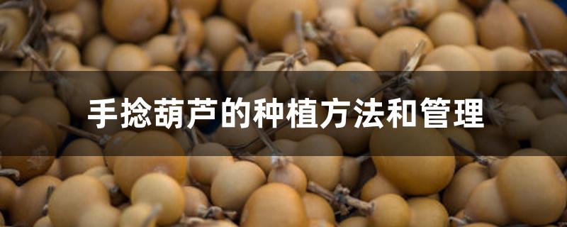 手捻葫芦的种植方法和管理 手捻葫芦的种植方法和管理