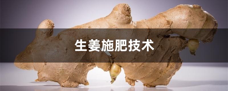 生姜施肥技术 生姜施肥技术