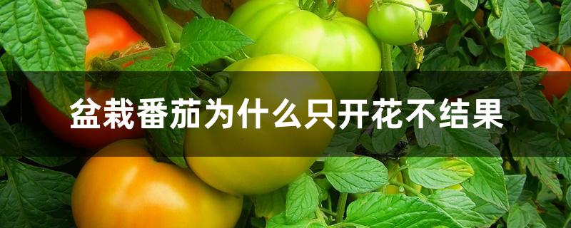 盆栽番茄为什么只开花不结果 盆栽番茄为什么只开花不结果