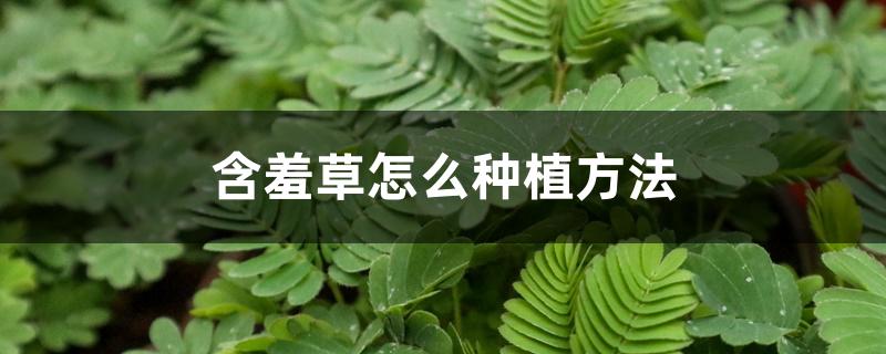 含羞草怎么种植方法 含羞草怎么种植方法