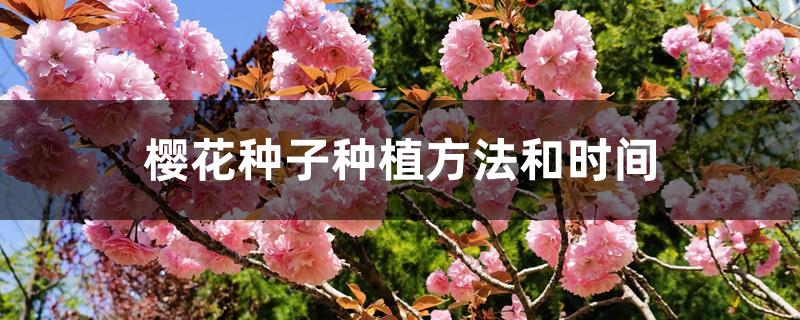樱花种子种植方法和时间 樱花种子种植方法和时间