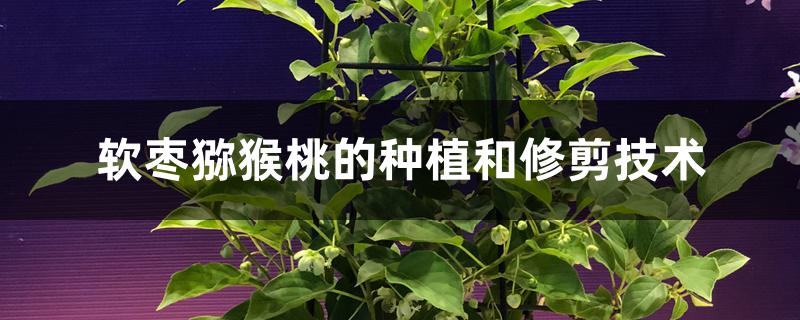 软枣猕猴桃的种植和修剪技术 软枣猕猴桃的种植和修剪技术