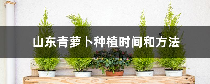 山东青萝卜种植时间和方法 山东青萝卜种植时间和方法
