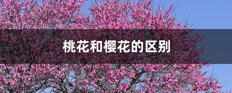 桃花和樱花的区别 桃花和樱花的区别