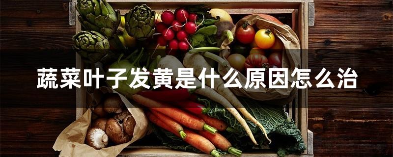 蔬菜叶子发黄是什么原因怎么治 蔬菜叶子发黄是什么原因怎么治