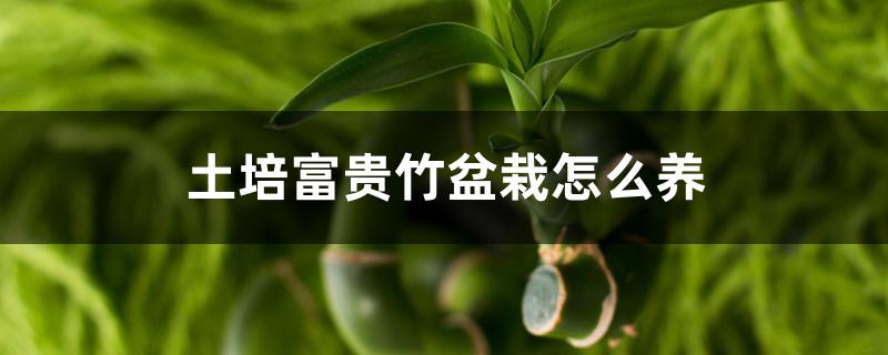 土培富贵竹盆栽怎么养 土培富贵竹盆栽怎么养