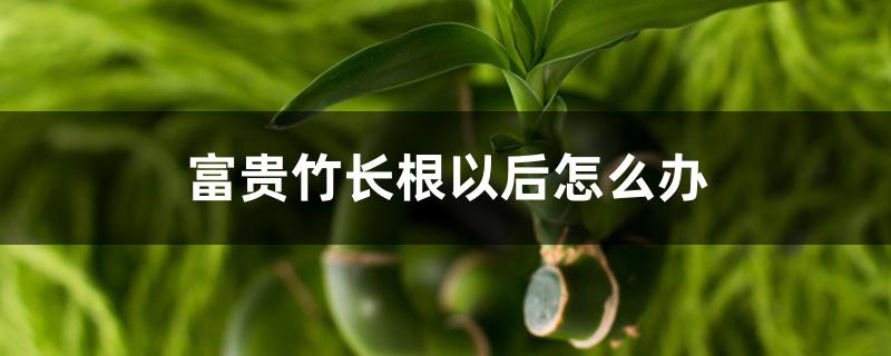 富贵竹长根以后怎么办 富贵竹长根以后怎么办